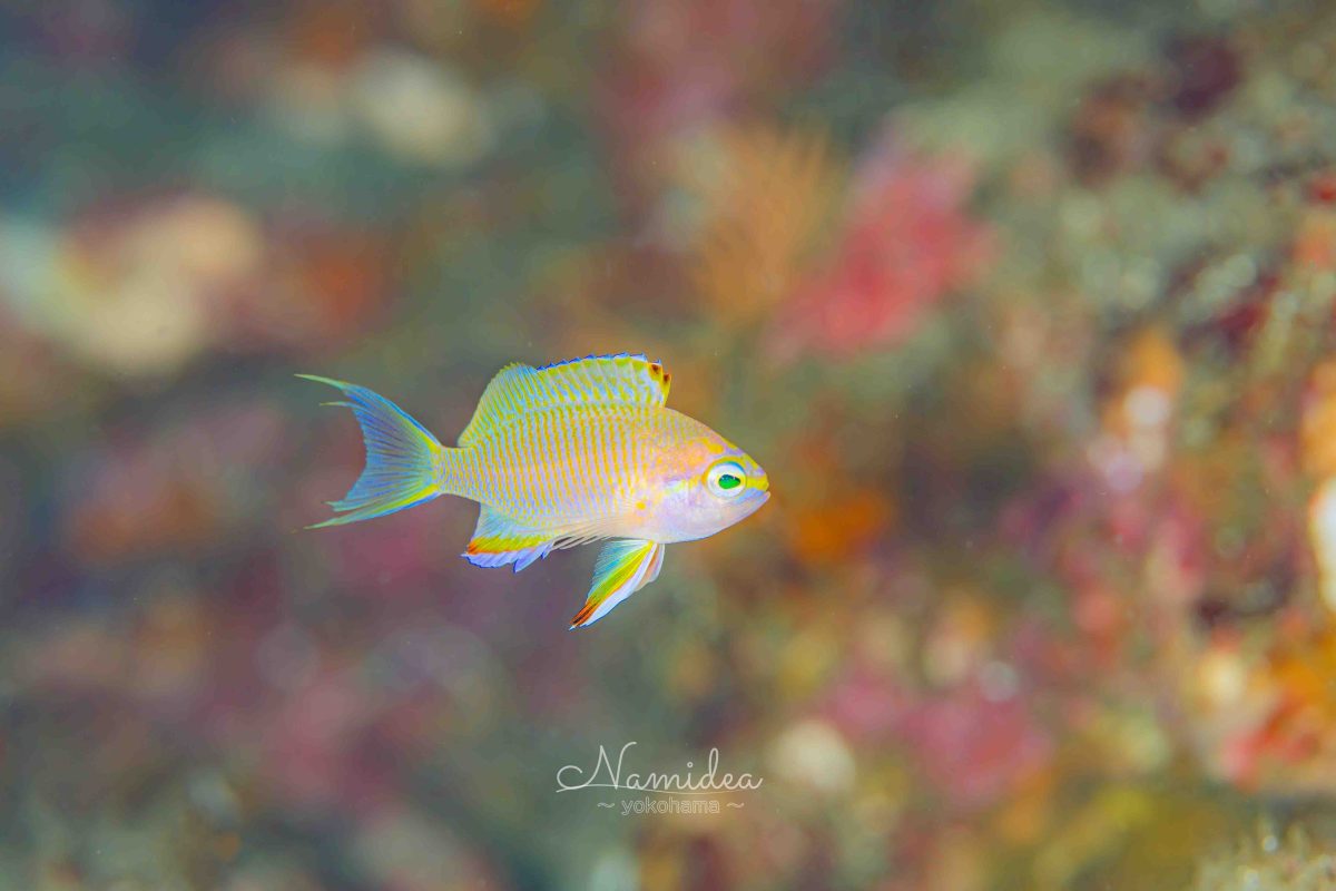 Namidea 福浦でアップデート講習開催！