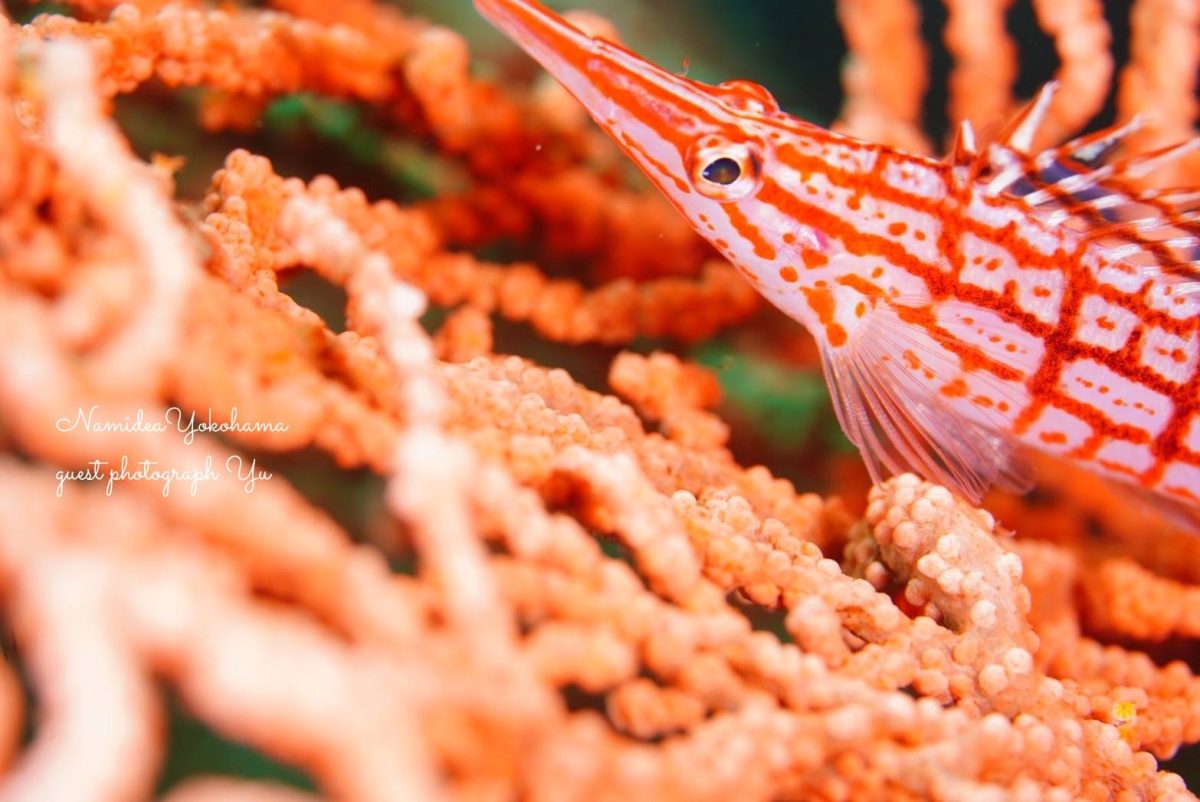 北川　クダゴンベ