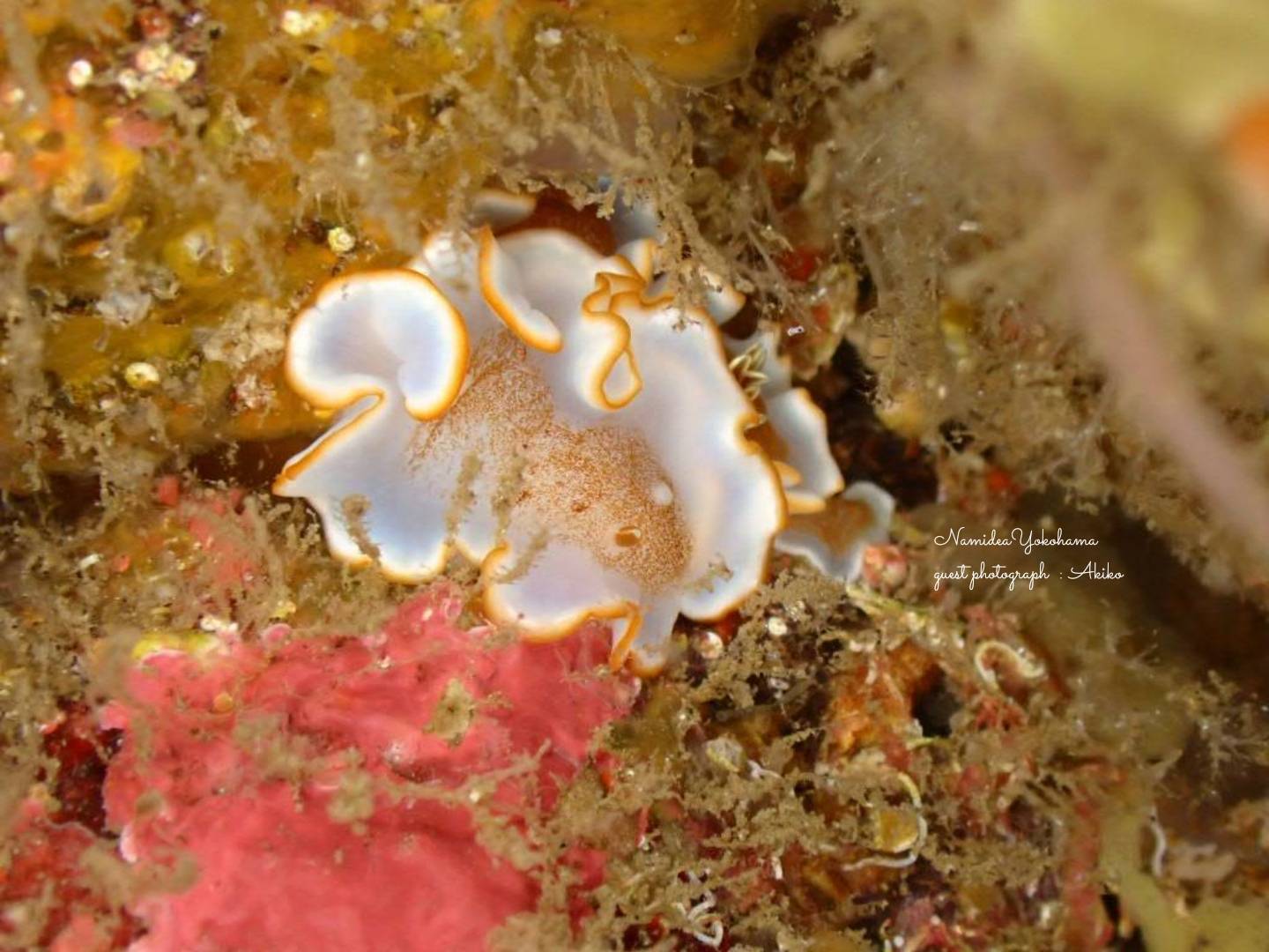 菖蒲沢 キャラメルウミウシ