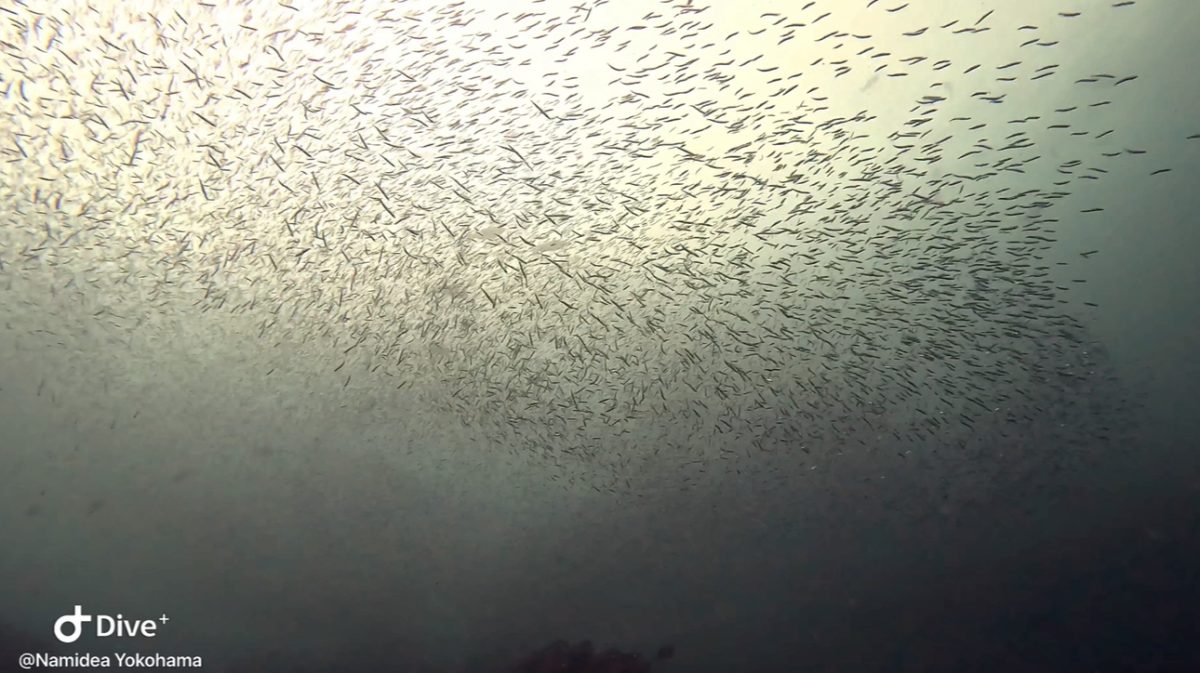 台風明けは富戸でダイビング!