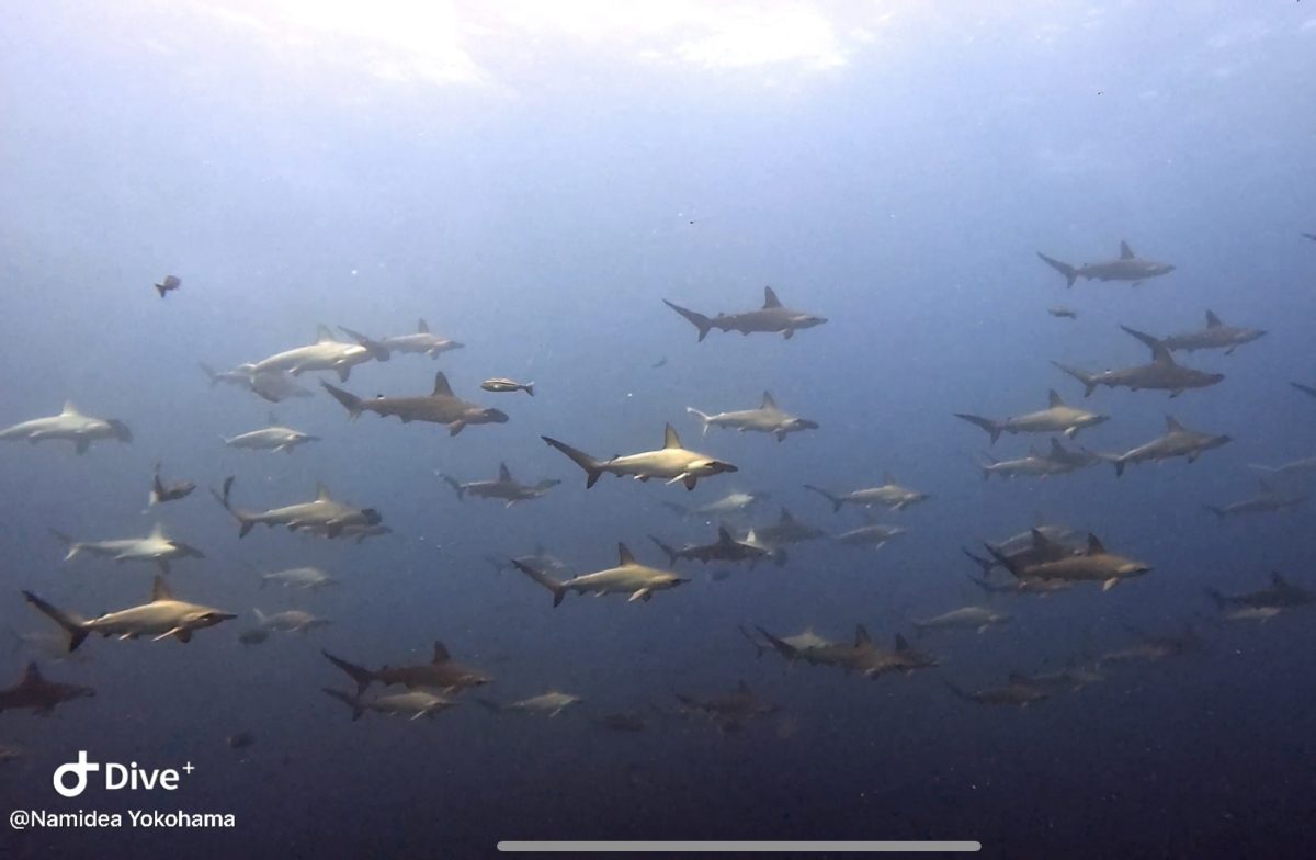 Namidea 神子元島でハンマー大群！