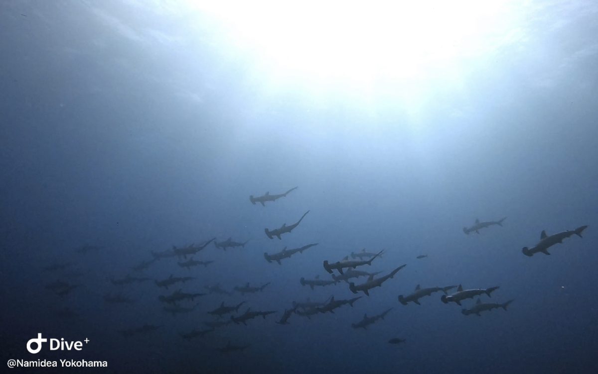 Namidea 神子元島でハンマー大群！