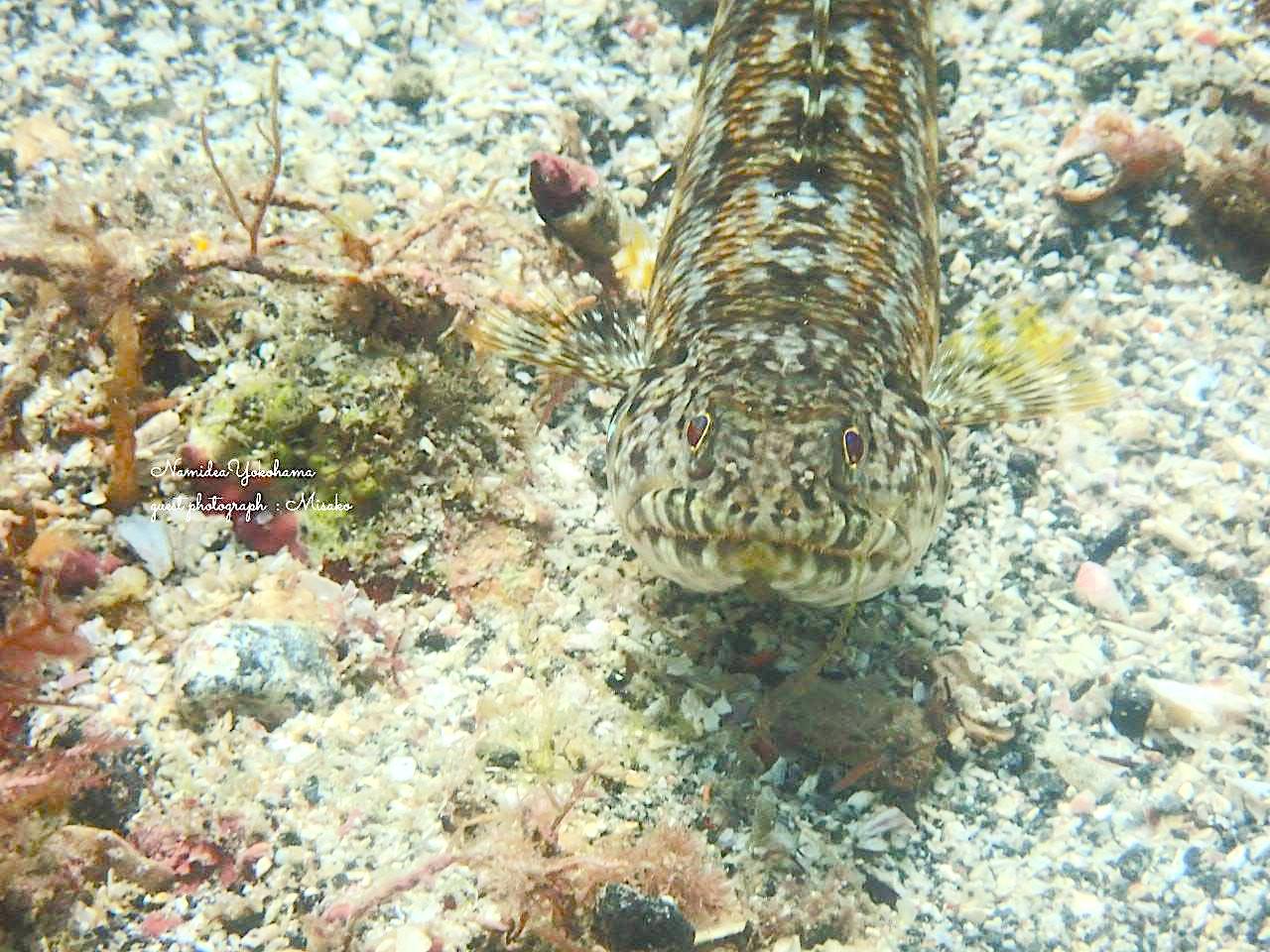 アドバンス講習 アカエソ