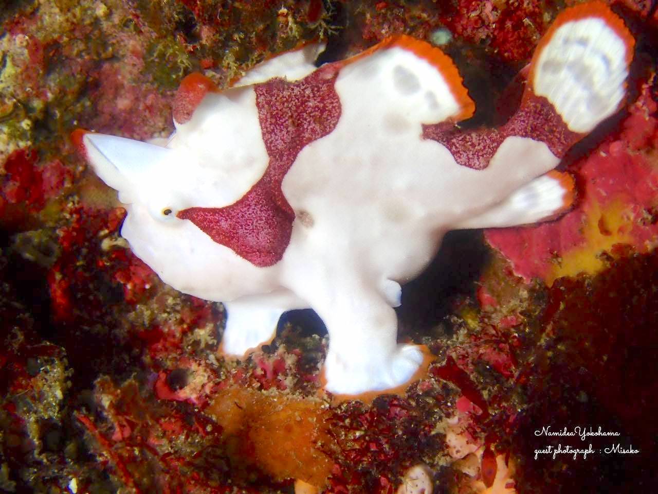 アドバンス講習 シロクマ