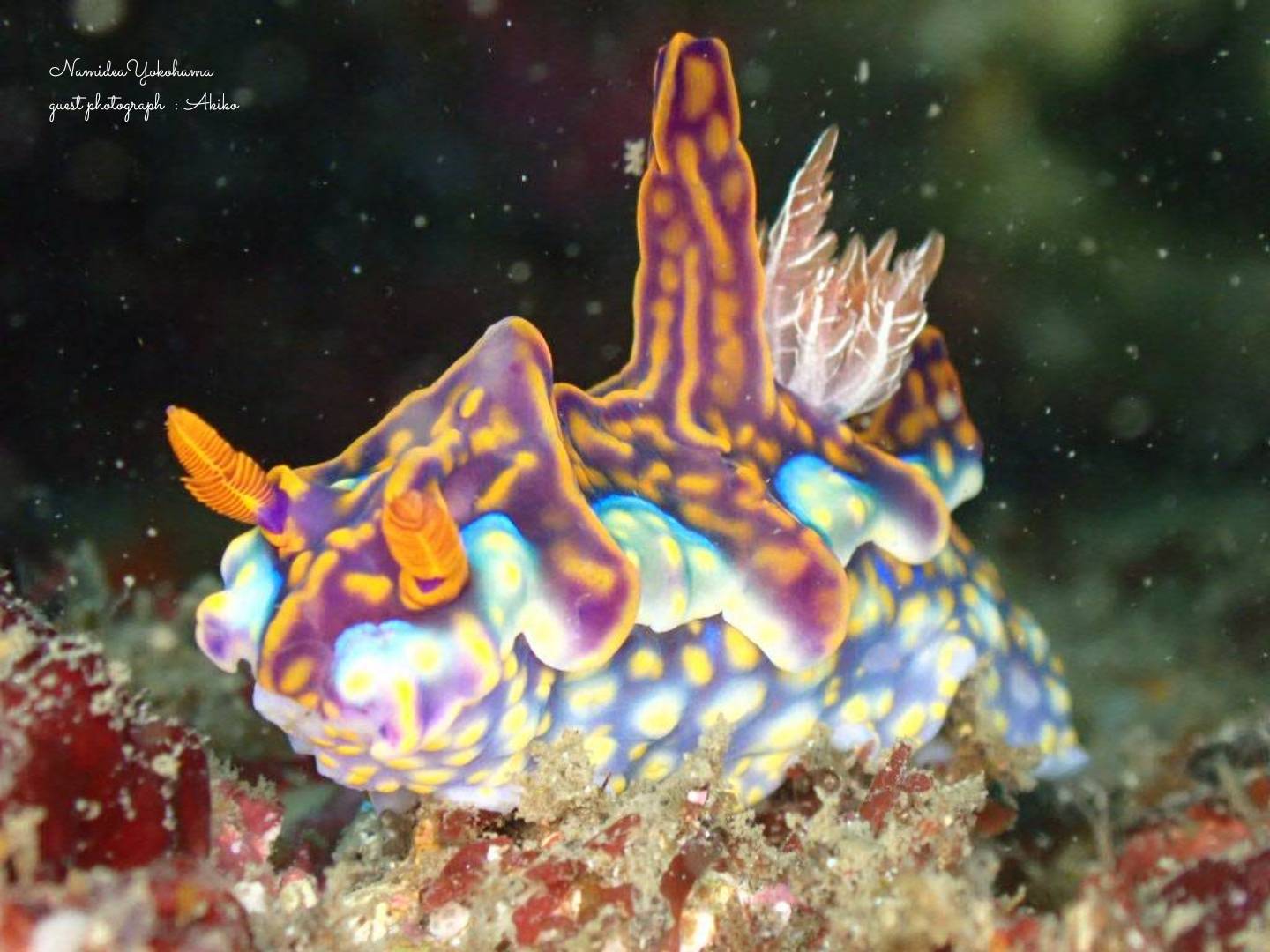菖蒲沢 ミアミラウミウシ