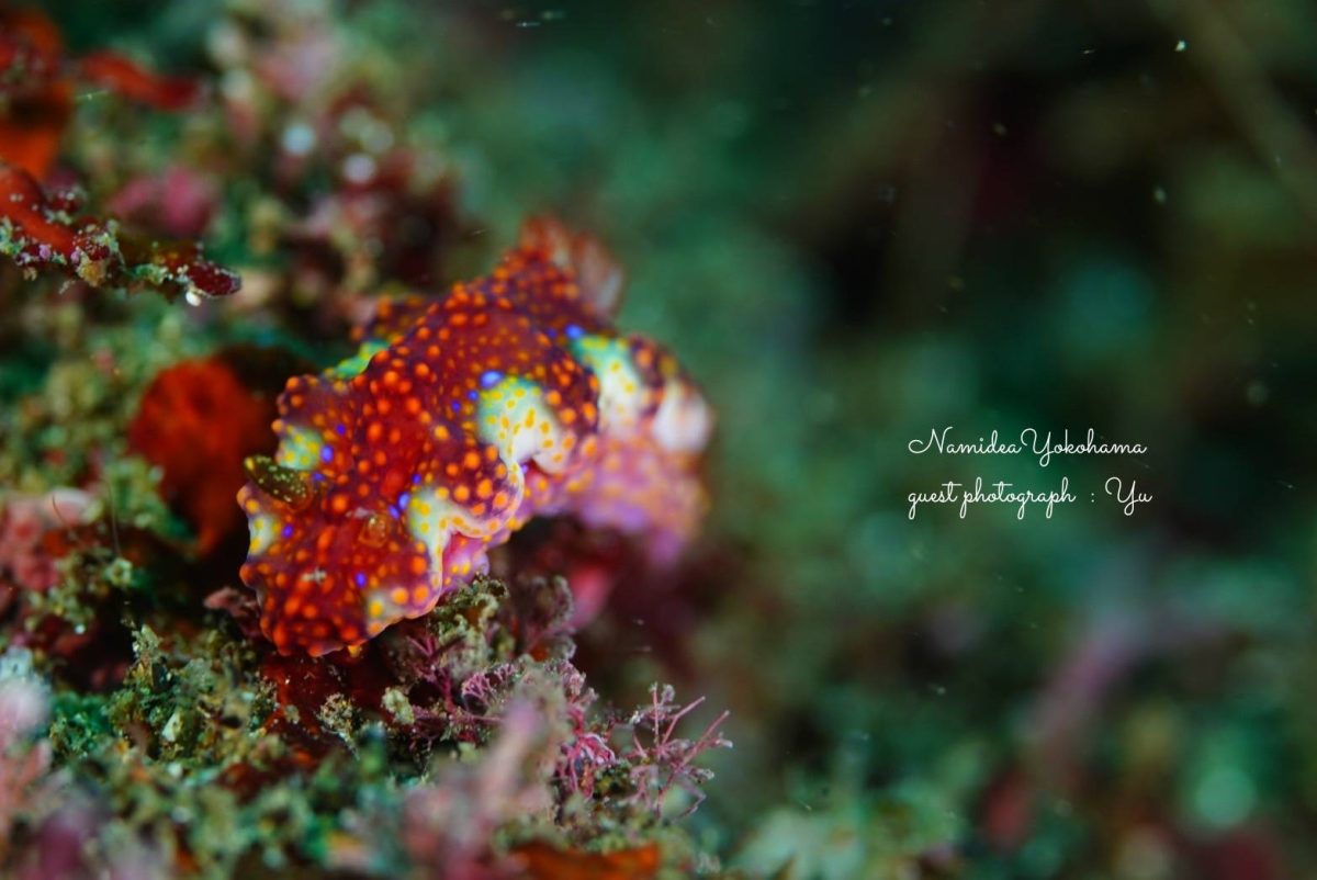 ヨセナミウミウシ　北川・カジカキ