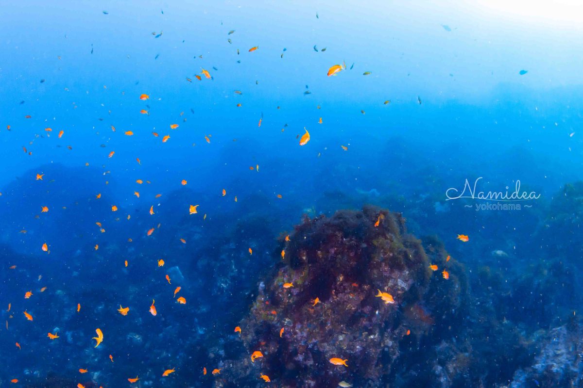 Namidea 秋の連休中日！