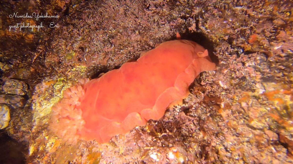 ミカドウミウシ