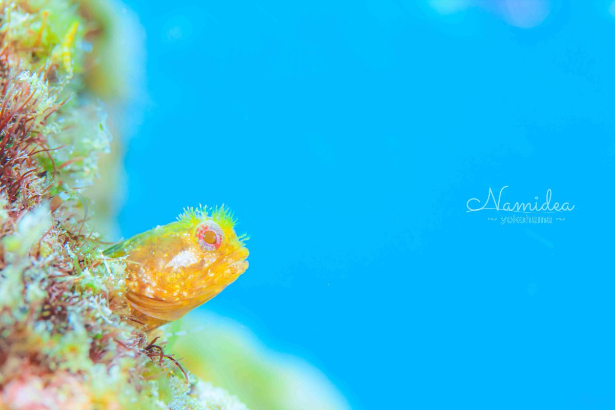 Namidea 台風前の木曜日！