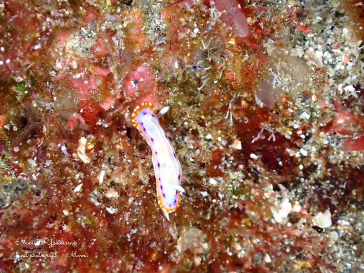 セトイロウミウシ