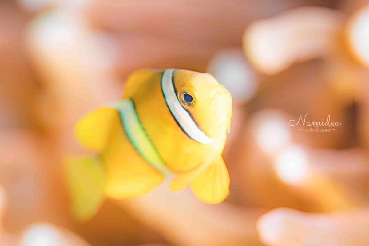 Namidea 秋の大島カメラ日記!