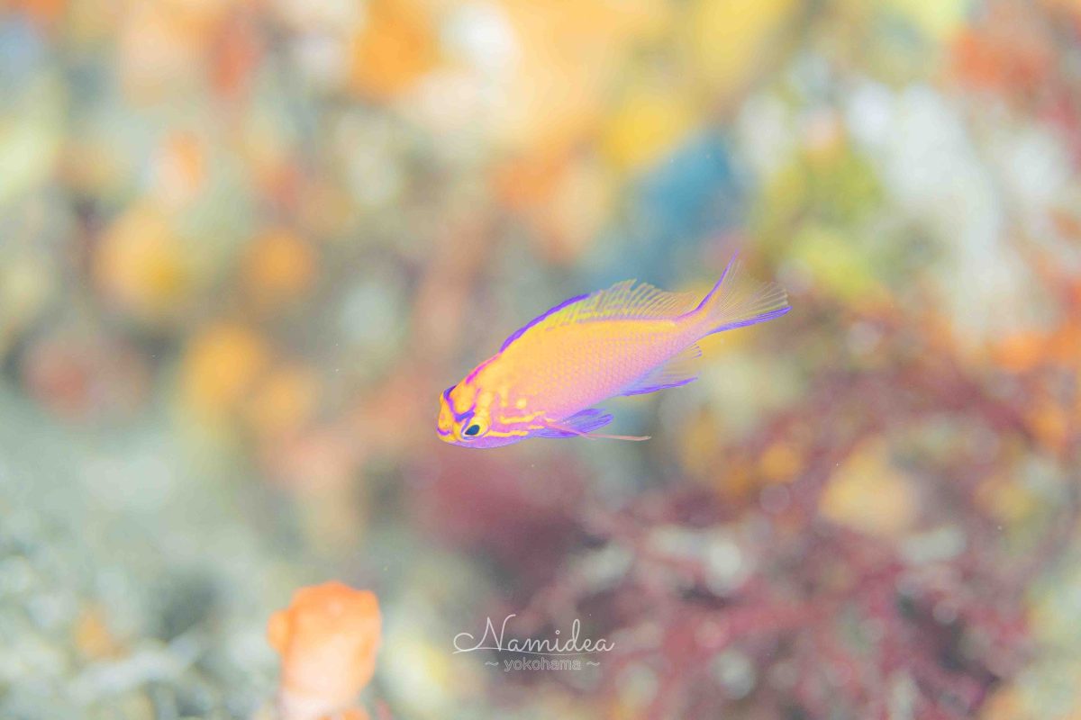 Namidea 秋の大島カメラ日記!