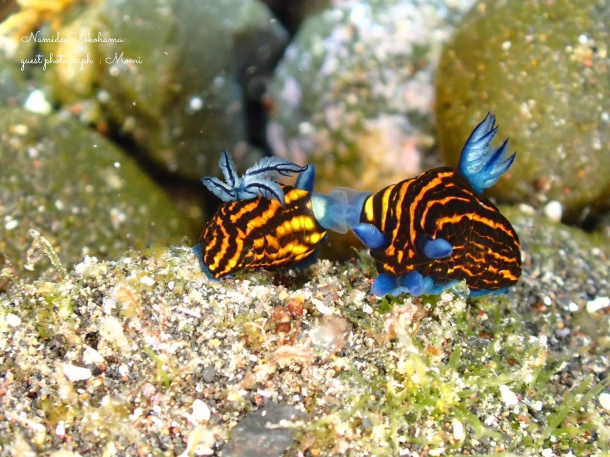 リュウグウウミウシ