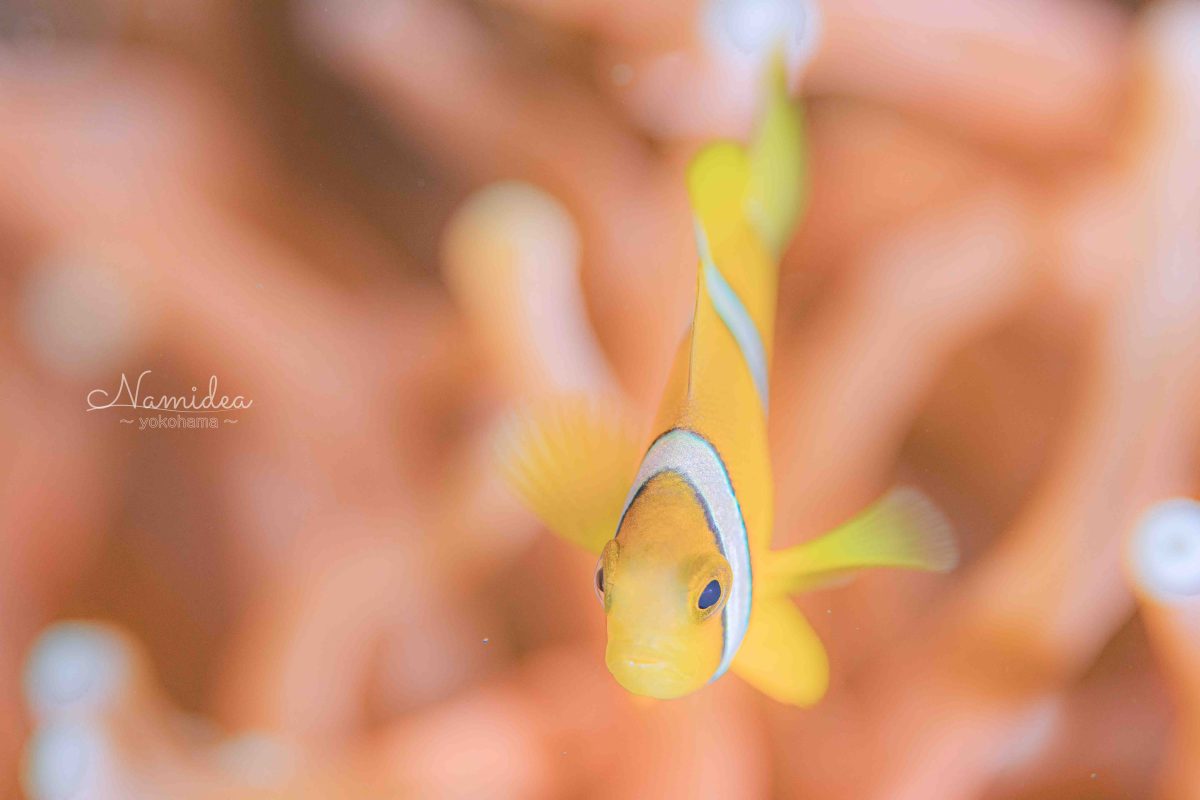 Namidea 秋の大島カメラ日記!