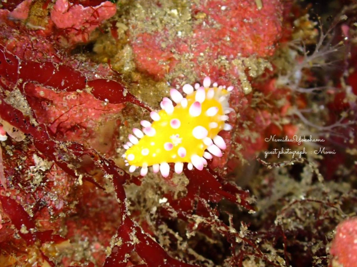 イガグリウミウシ