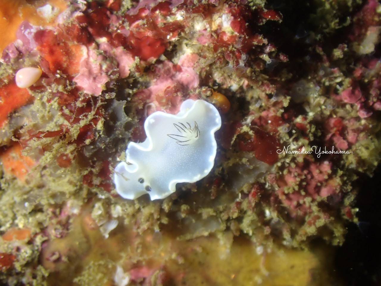 ジボガウミウシ