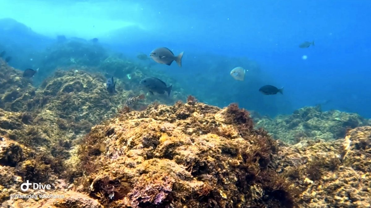 Namidea秋の平日大島!