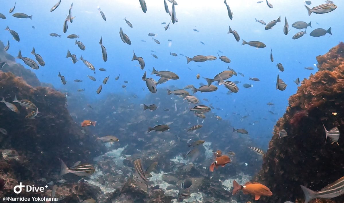 Namidea 田子ボートツアー開催!