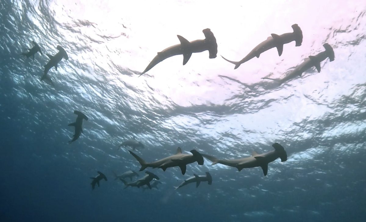 Namidea 秋の大島カメラ日記!