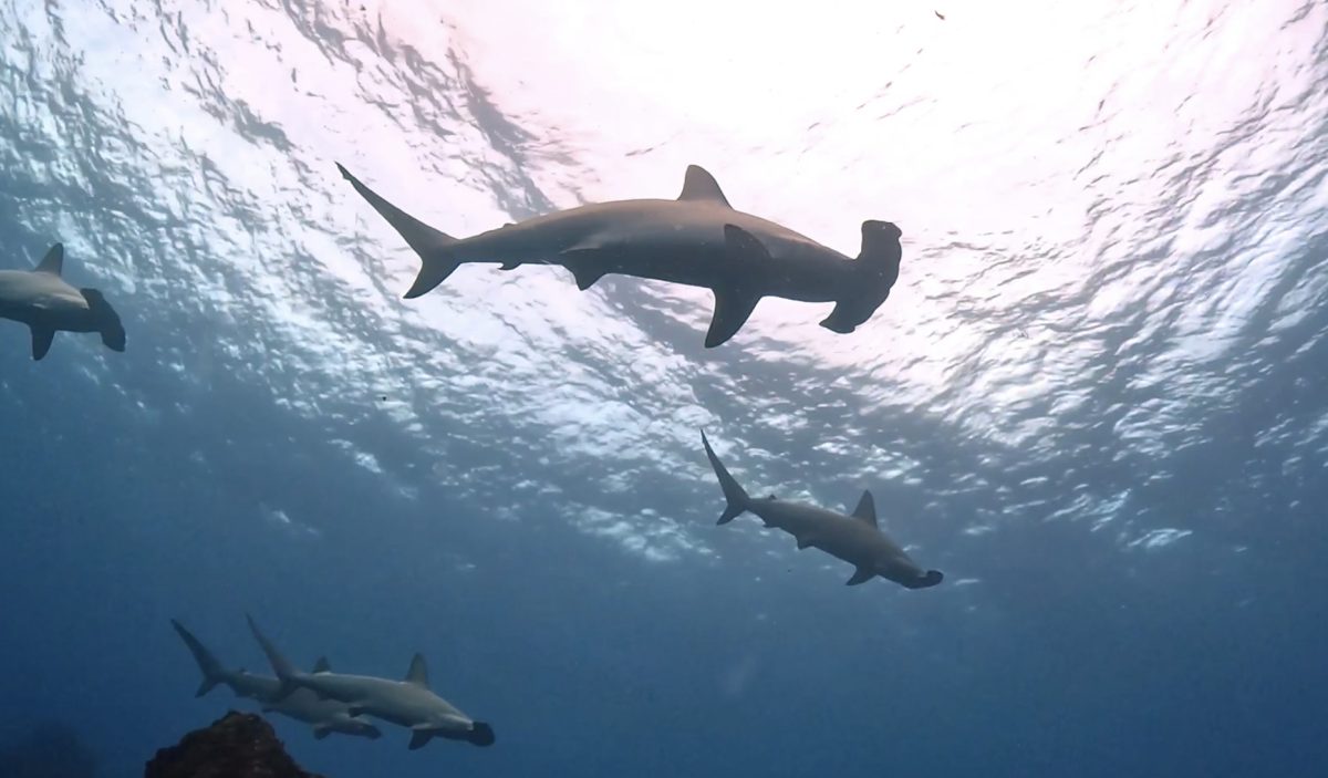 Namidea 秋の大島カメラ日記!