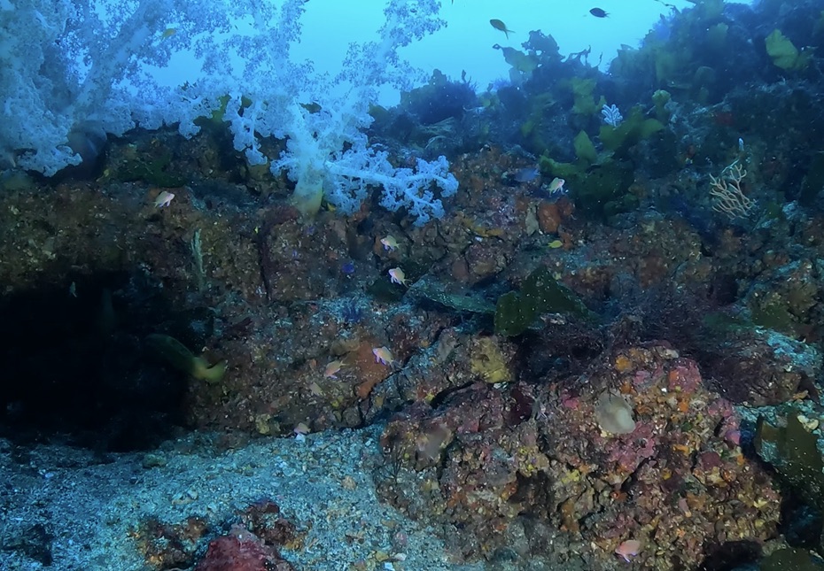 Namidea 秋の大島カメラ日記!