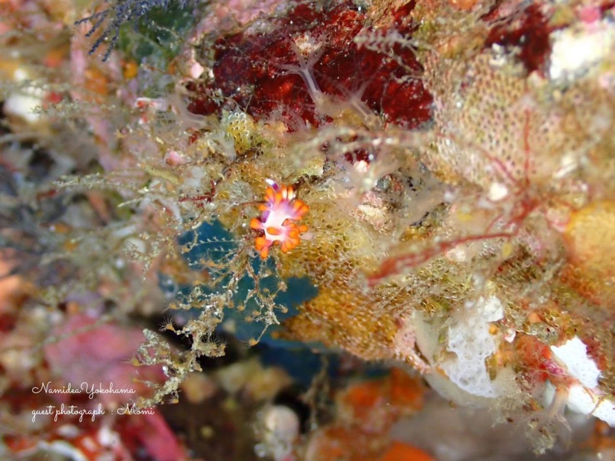 ルージュミノウミウシ