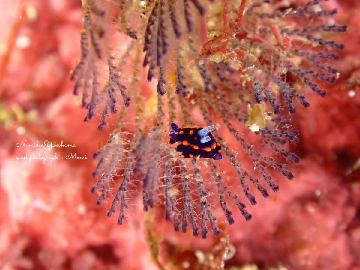 ベニゴマ?トサカリュウグウ?