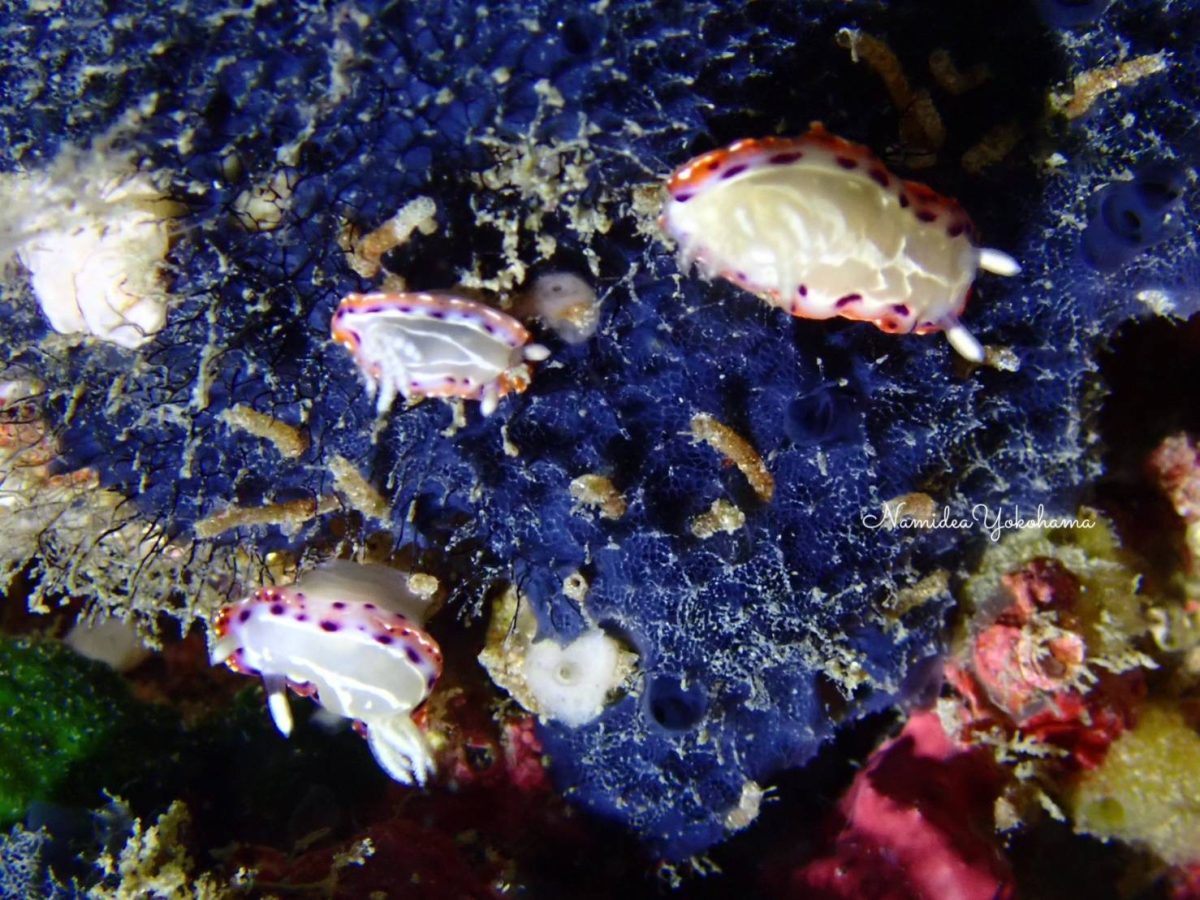 セトイロウミウシ