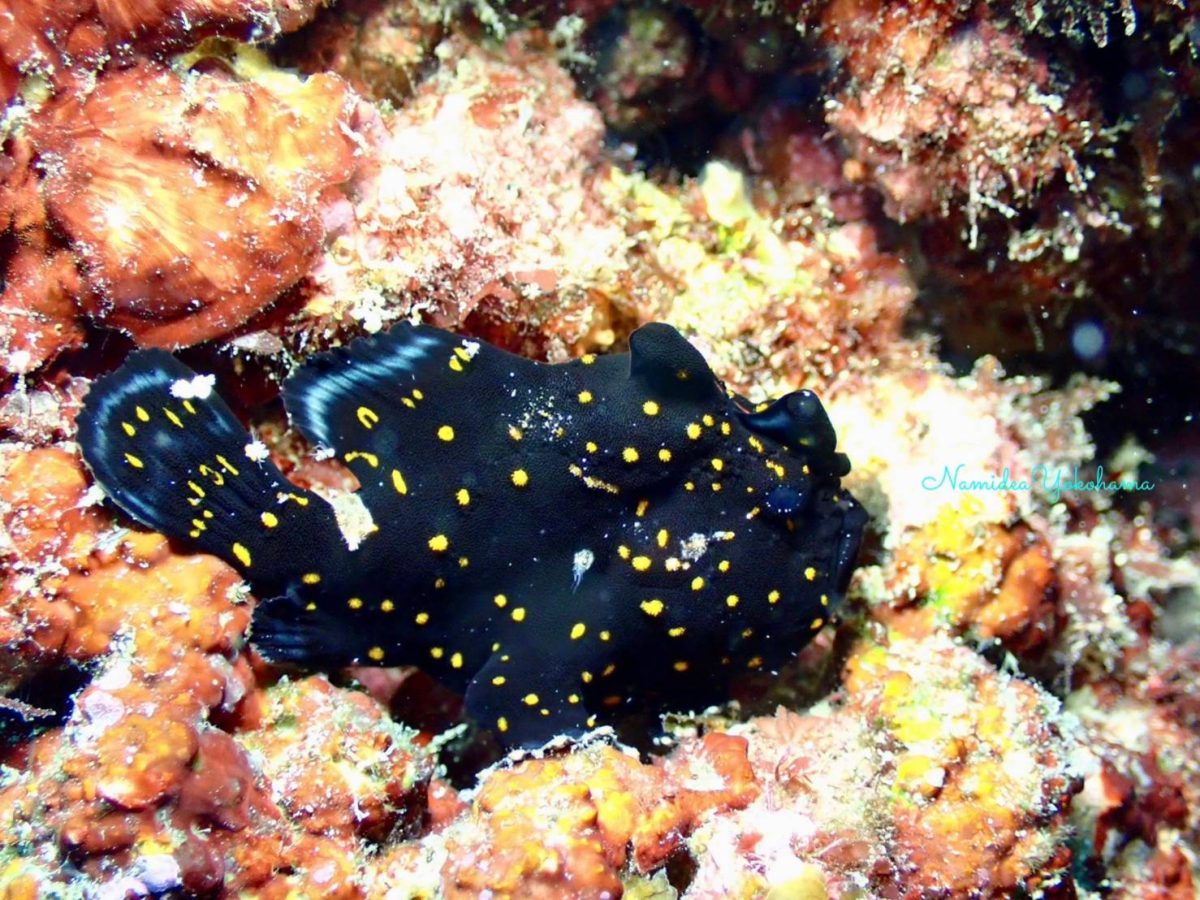 黒いクマドリカエルアンコウ