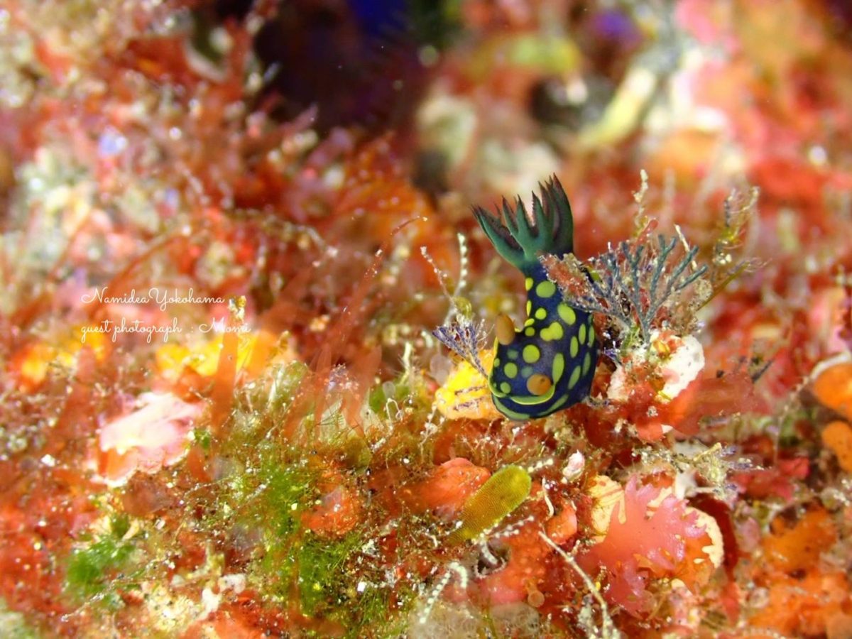 サガミリュウグウウミウシ