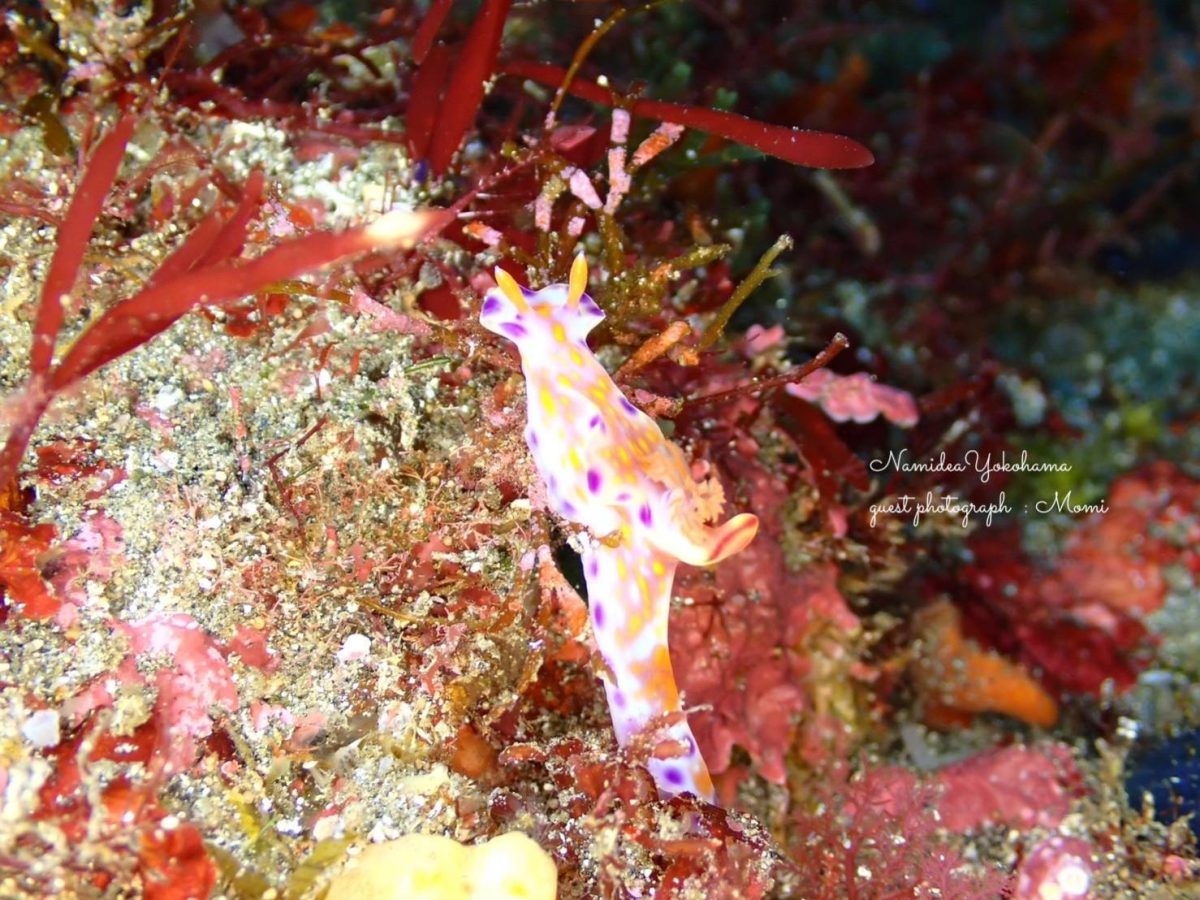 ニシキウミウシ