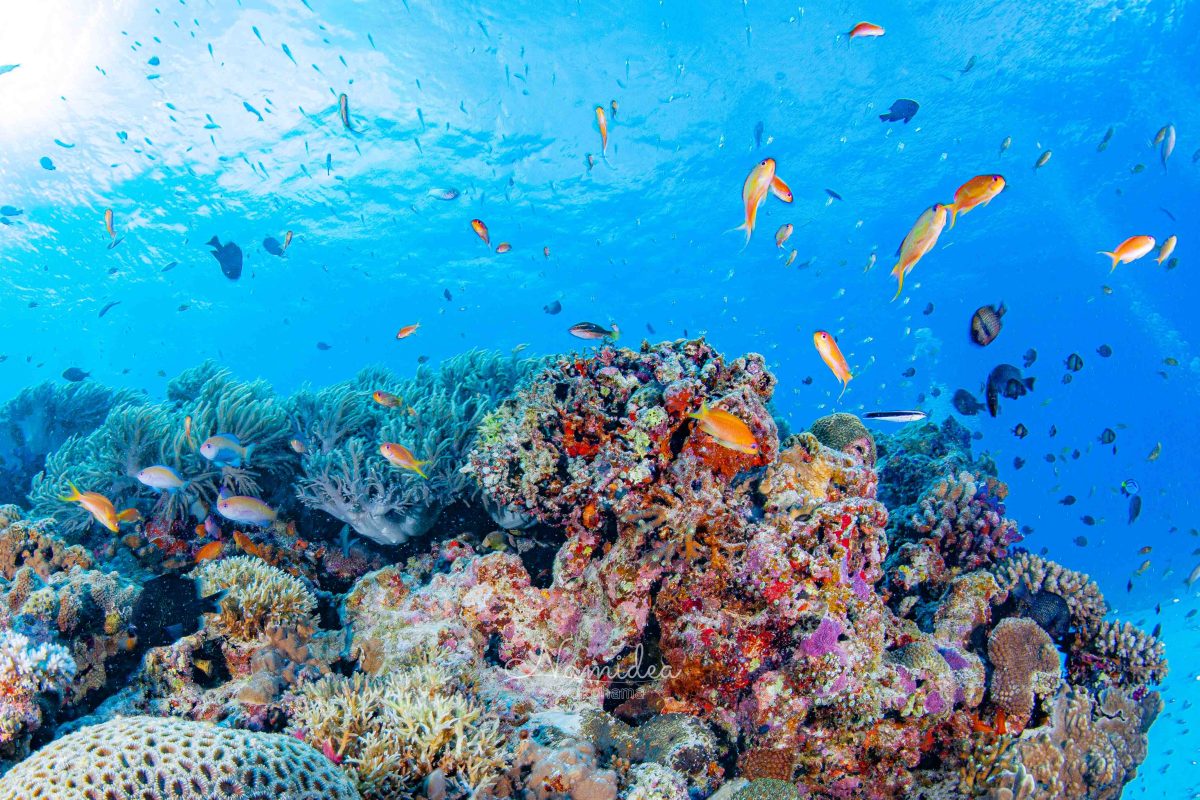 Namidea Yokohama 夏の再来！