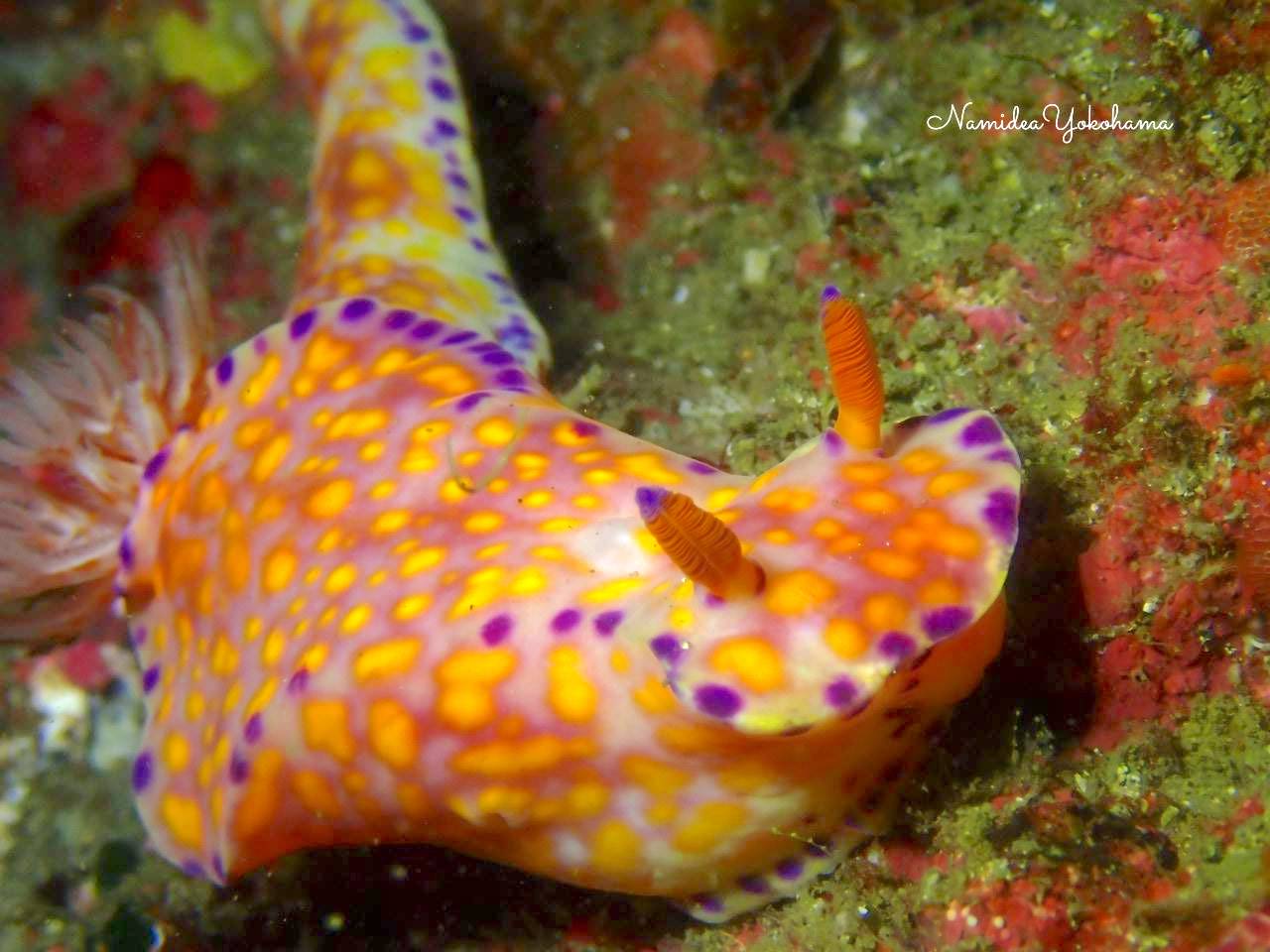 ニシキウミウシ