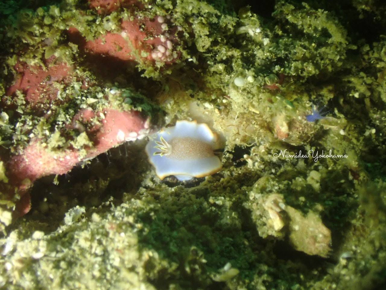 キャラメルウミウシ