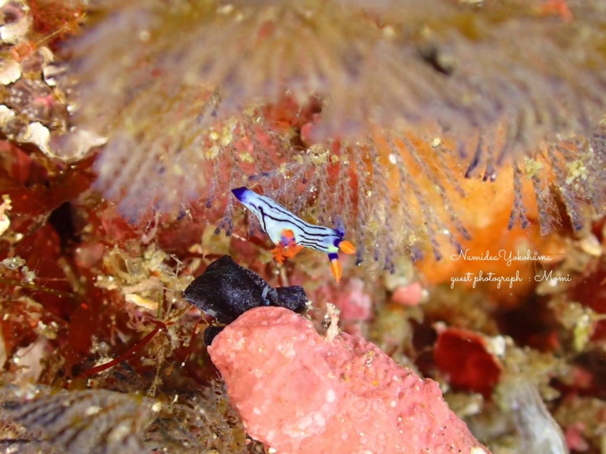 クロスジリュウグウウミウシ