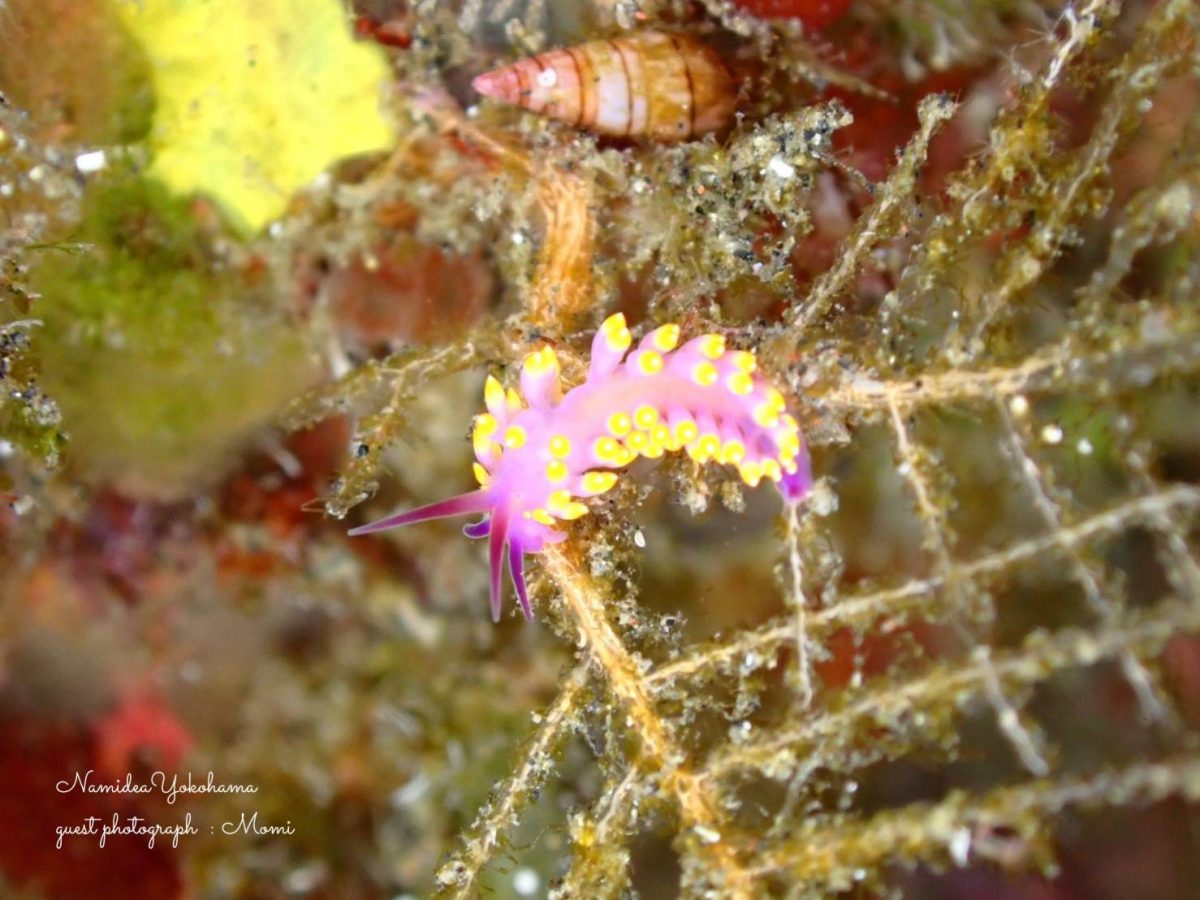 ミチヨミノウミウシ