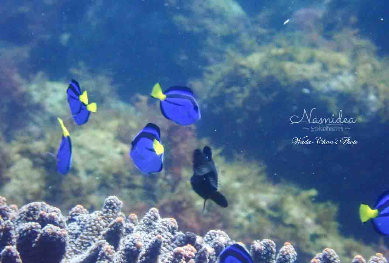 Namidea 大島400メモリアルダイブツアー!