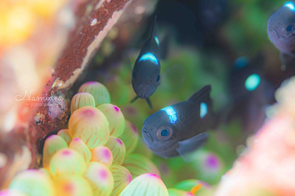 けいたちゃんのカメラ日記〜秋の富戸編〜