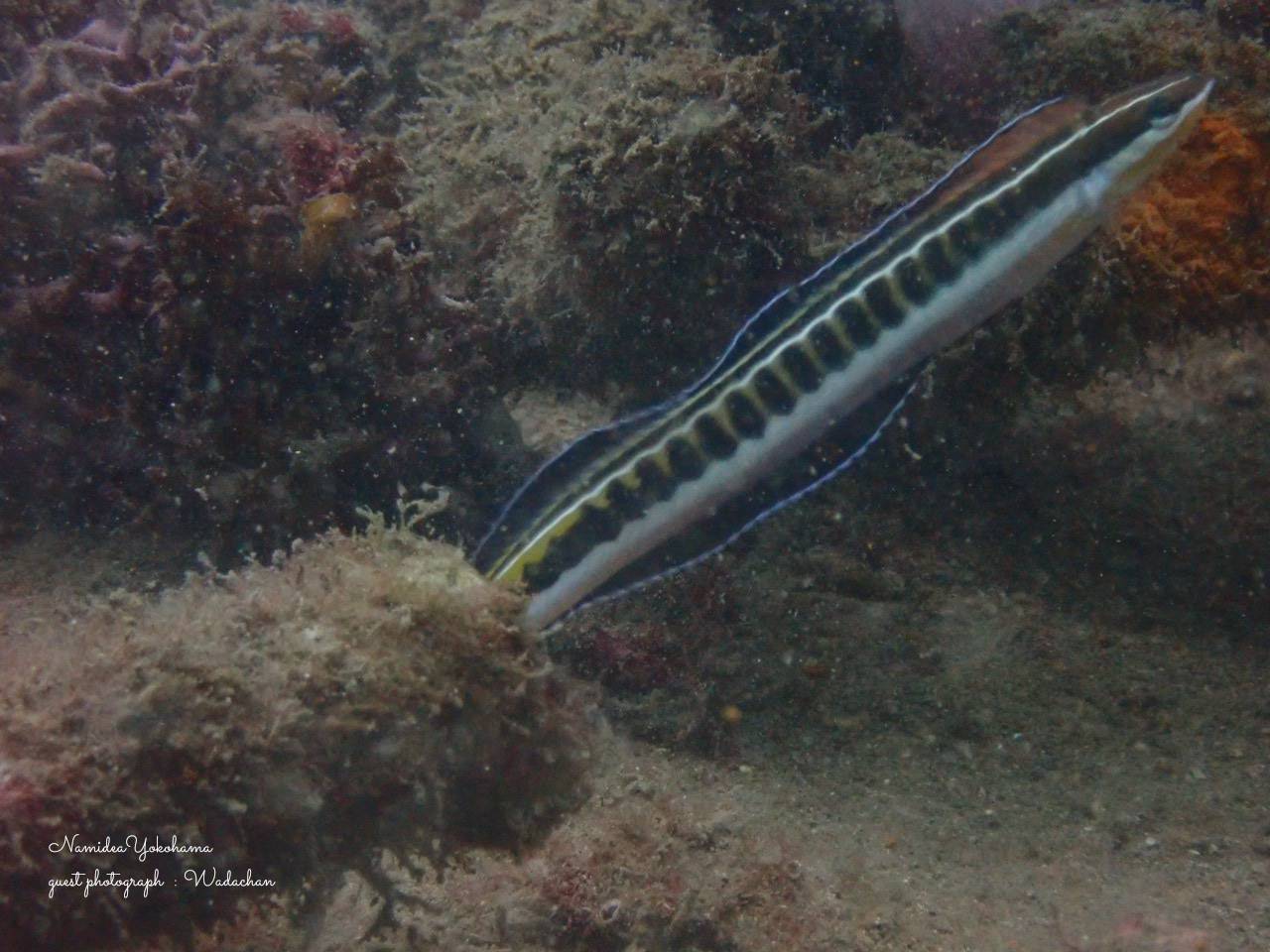 フォトセミナー/ニジギンポ