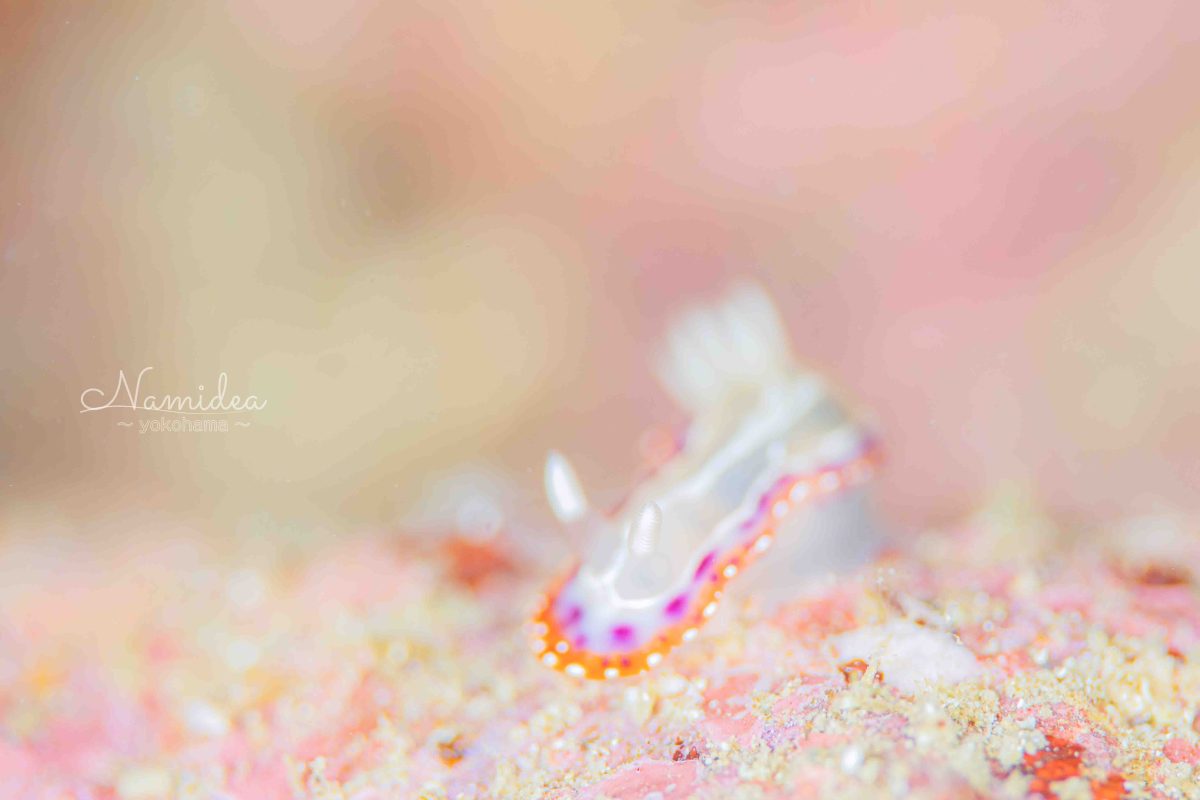 けいたちゃんのカメラ日記〜秋の富戸編〜