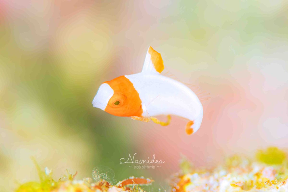 けいたちゃんのカメラ日記〜秋の富戸編〜