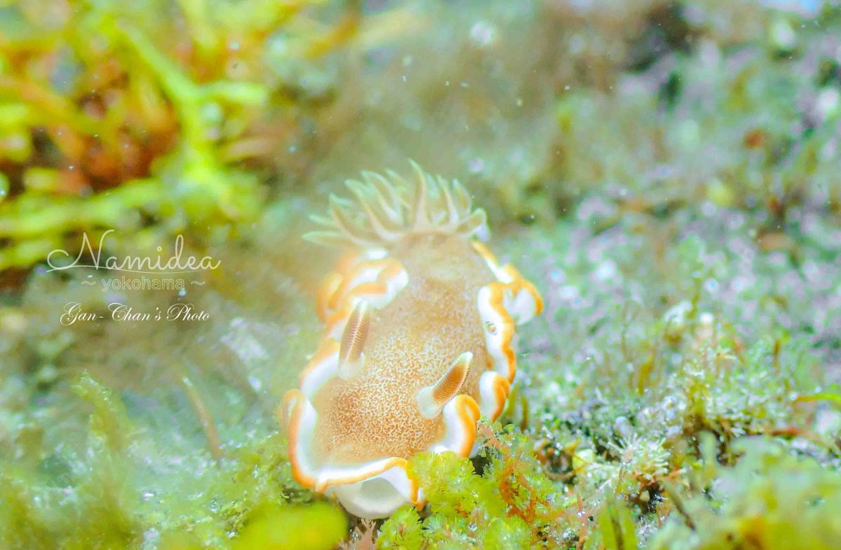 Namidea 大島400メモリアルダイブツアー!