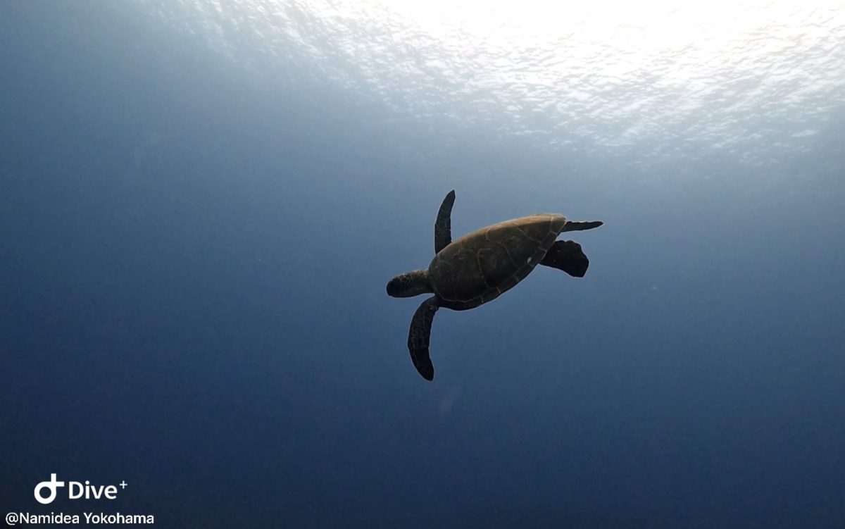 Namidea秋の平日大島ツアー!