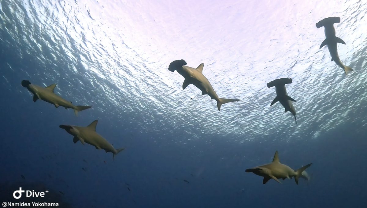 Namidea 大島400メモリアルダイブツアー!