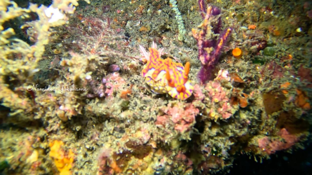 東伊豆・北川 ミアミラウミウシ