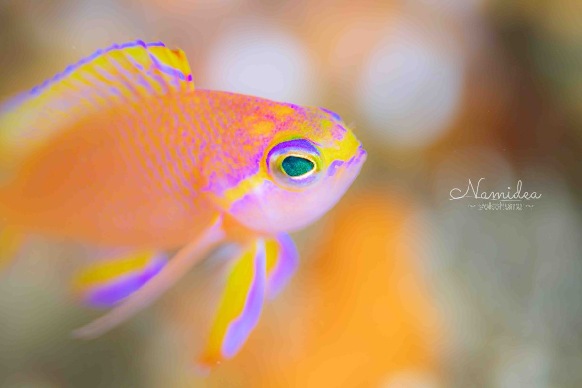 Namidea あっという間の金曜日！