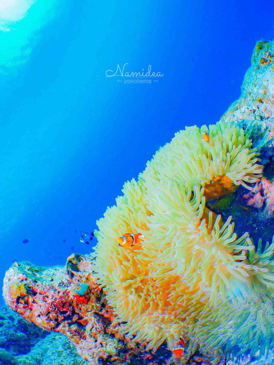 まだまだ夏日予報！