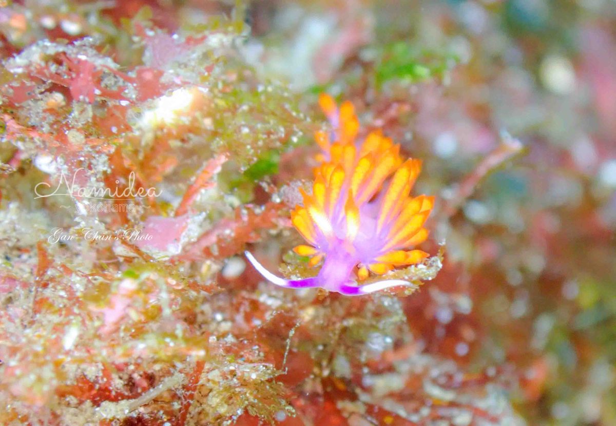 Namidea 大島400メモリアルダイブツアー!