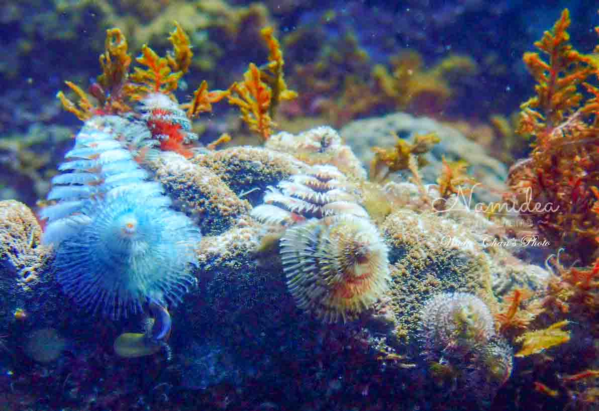 Namidea 大島400メモリアルダイブツアー!