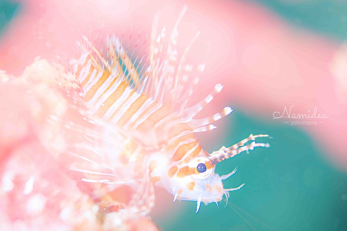 けいたちゃんのカメラ日記〜秋の富戸編〜